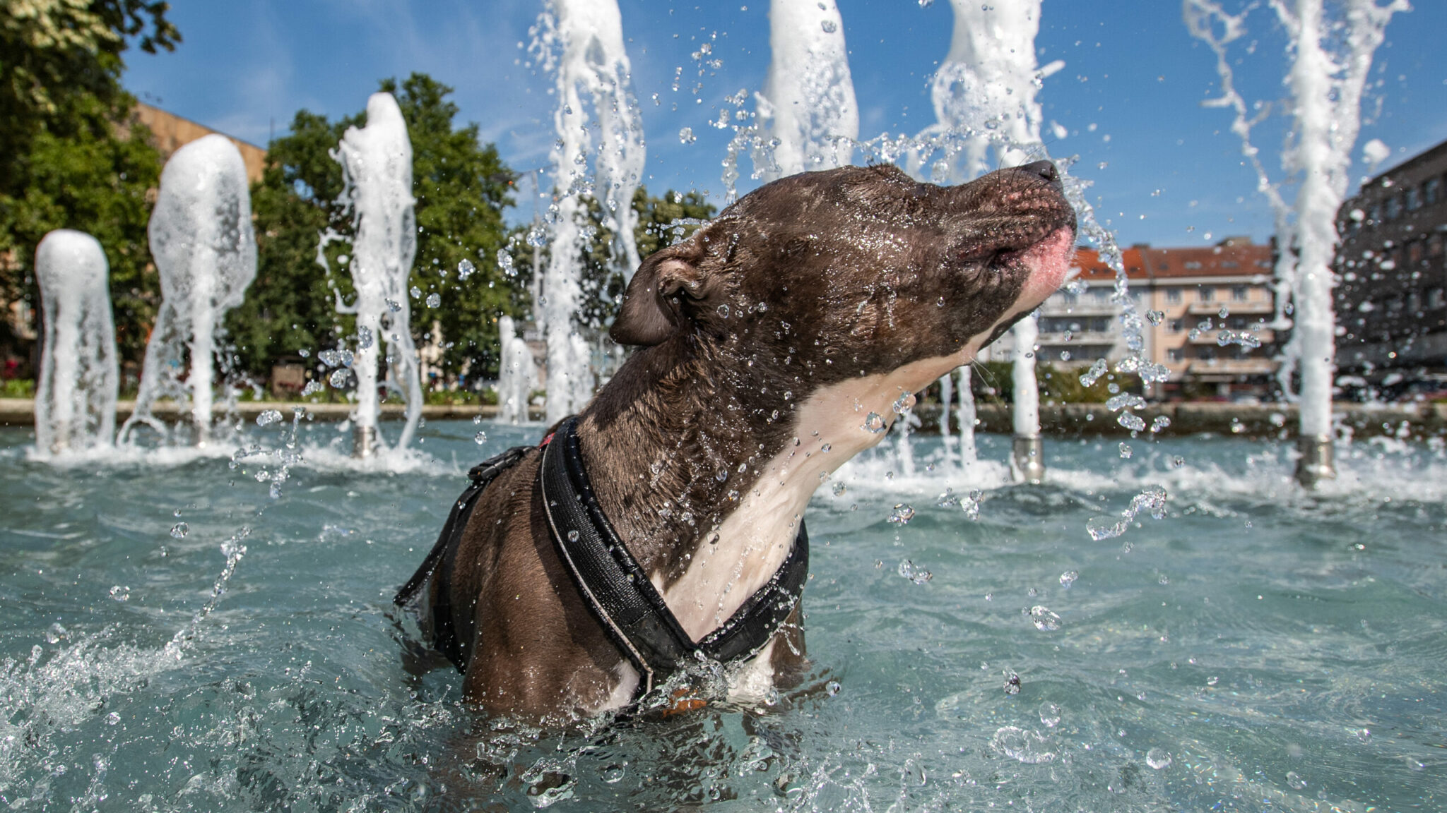 Los perros lloran de alegría al reunirse con sus propietarios