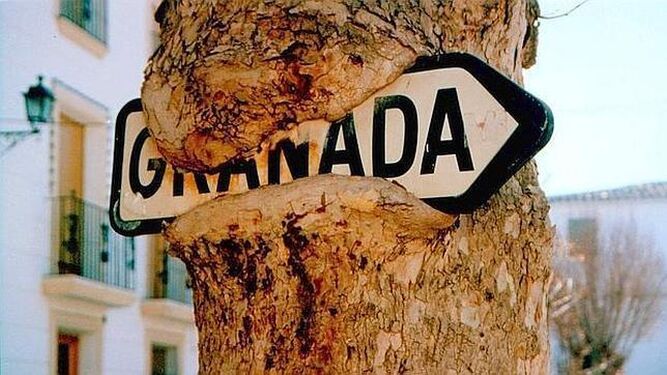 Un castaño tarda 12 años en 'comerse' una señal. Orce, Granada