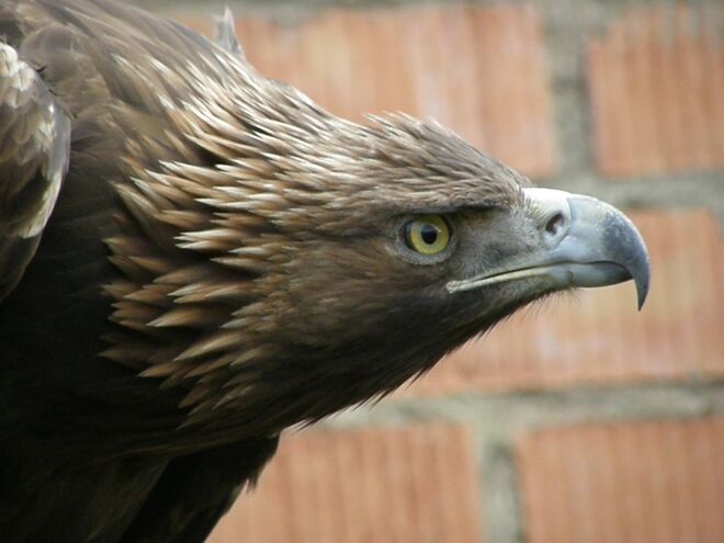 Jede, el águila real con la que se ha probado el huevo con IoT (Internet de las Cosas)