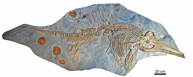 El fósil completo del ictiosaurio