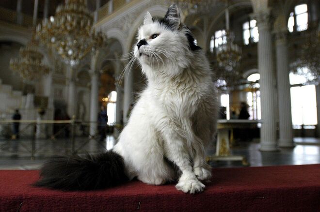 Los gatos hoy todavía forman parte, de manera simbólica, del Hermitage.