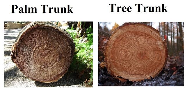 Diferencias en las secciones de una palmera y otro árbol