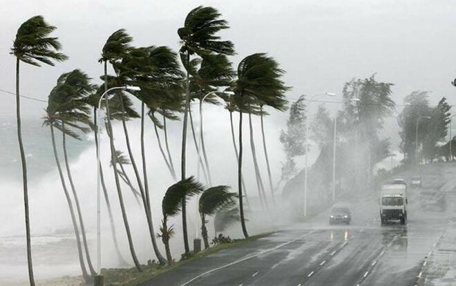 Efecto veleta de las palmeras durante fuertes rachas de viento