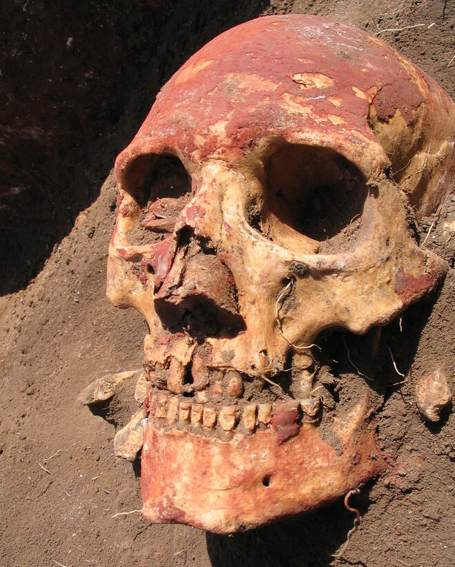 Calavera del pueblo Yamnaya de la edad de Bronce (hace 5.000 años) que fue portador de la bacteria de la peste, Y. pestis, la cual se trasmitió en sus comienzos de persona a persona