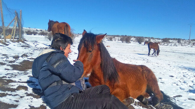 María Dolores Pérez, mientras tranquiliza a un equino cerca de donde tiene su fundación de acogida de animales, el Santuario Winston