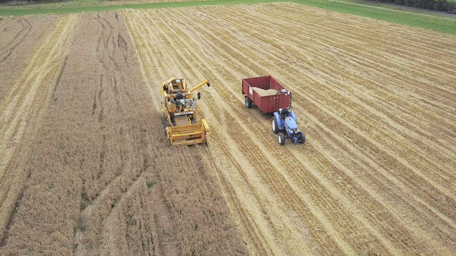 La cosechadora y el tractor recolectando el cereal de forma autónoma y siendo vigilados por el dron.