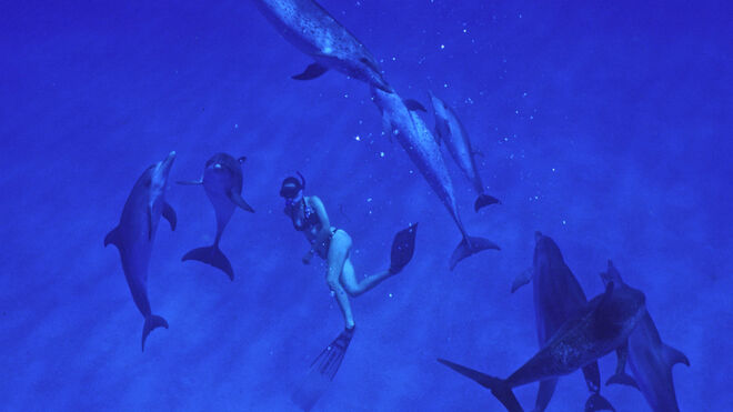 Una buceadora de snorkel entre delfines en una zona de Las Bahamas.