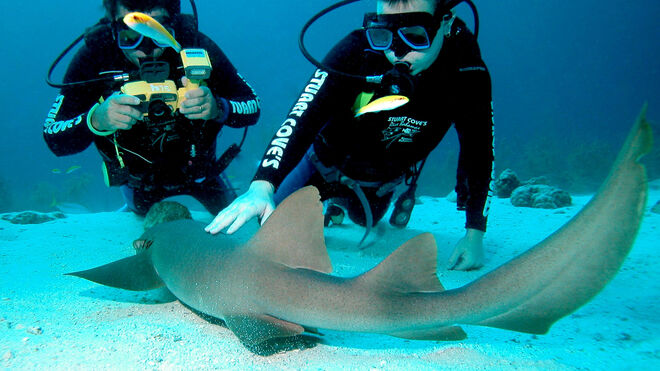 Unos submarinistas haciendo foto a un pequeño tiburón.