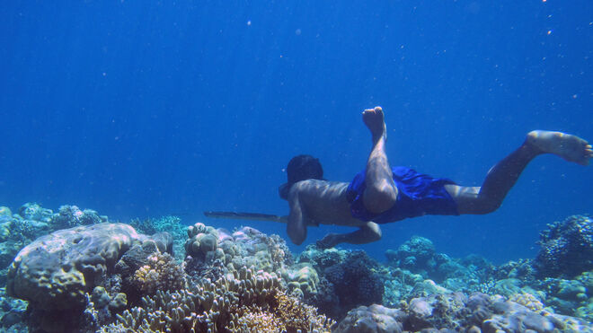 Algunos individuos son capaces de descender hasta 70 metros bajo el agua a pulmón