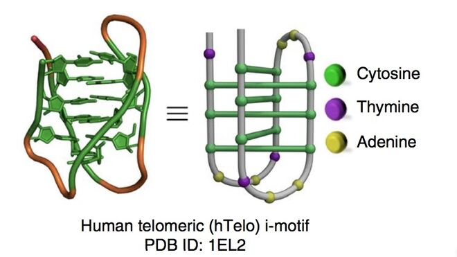 La nueva estructura es muy diferente de la doble hélice