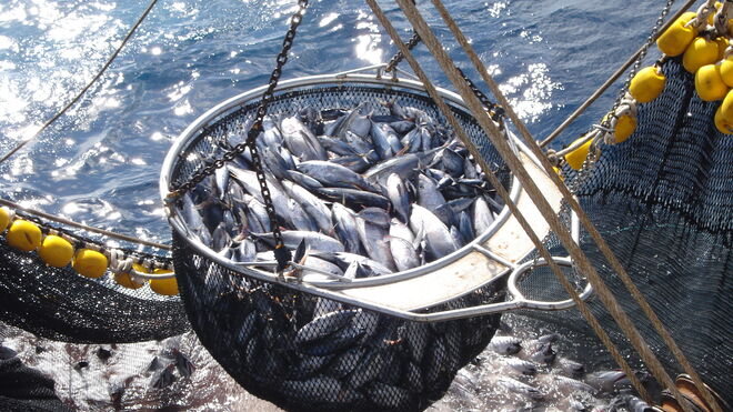 Pesca de atunes para lata