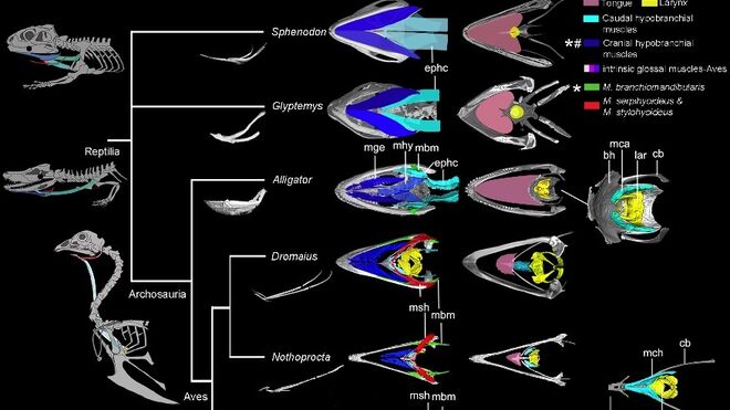 Reconstrucción de la lengua y el hioides en los taxones actuales