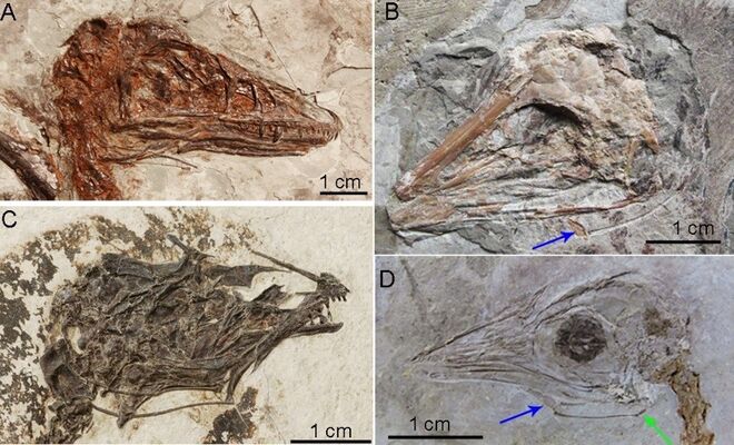 Algunos de los huesos hioides analizados en los fósiles del estudio