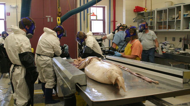 Los técnicos del Smithsonian trabajando sobre el ejemplar hembra en las instalaciones de Maryland
