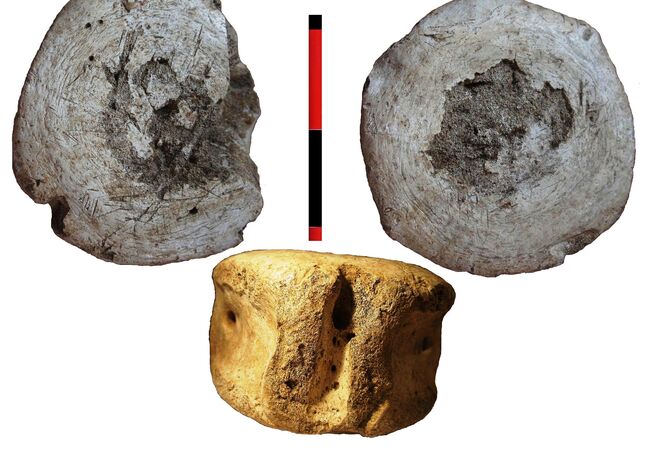 Una vértebra de ballena usada como mesa y encontrada en Baelo Claudia