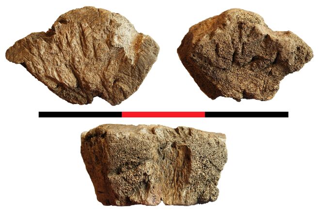 Otra vértebra de ballena encontrada en Iulia Traducta (Algeciras) y usada como mesa