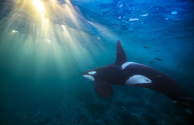Una orca en aguas poco profundas