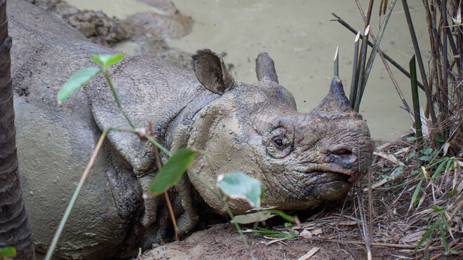 Imagen del rinoceronte de Java observado en libertad