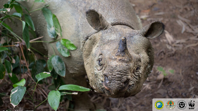 Otra imagen del rinoceronte de Java