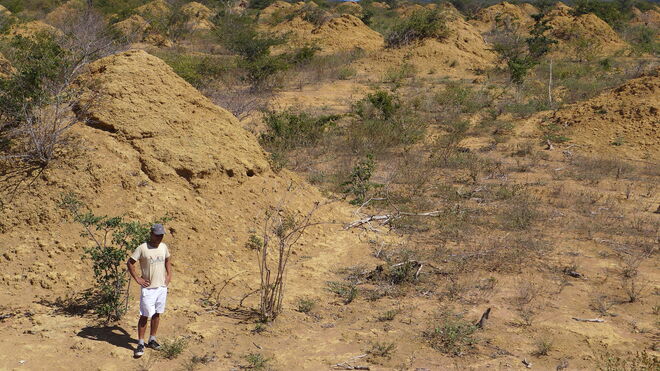 Un investigador junto a uno de los millones de termiteros de la zona