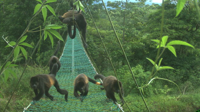 Grupo de monos aulladores capturados por cámara trampa