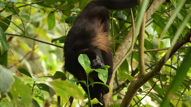 Un mono aullador de manto con su pelaje característico
