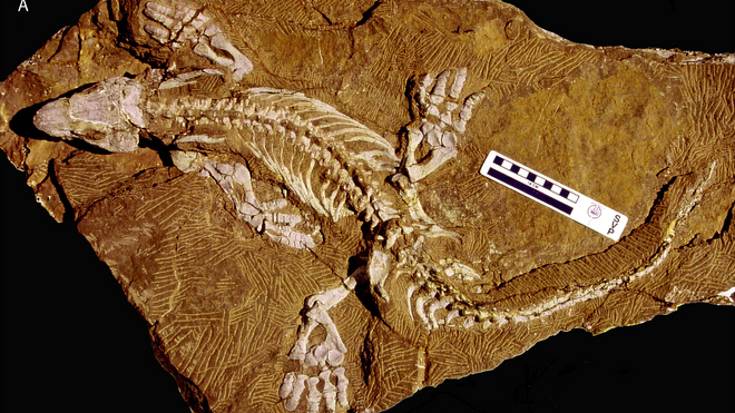 Fósil de Orobates