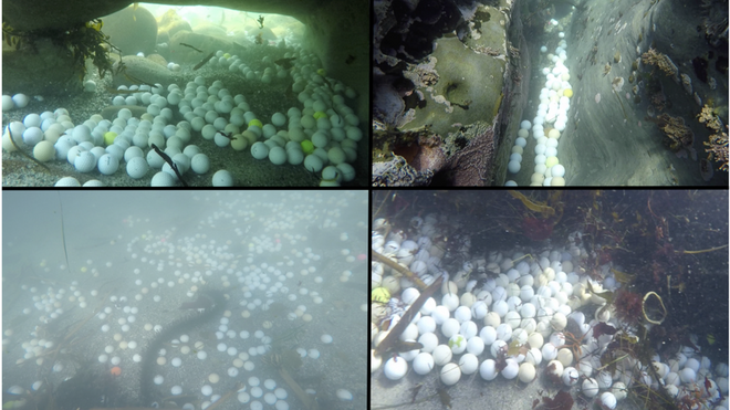 La bahía de Monterey  oculta miles de pelotas de golf bajo sus aguas