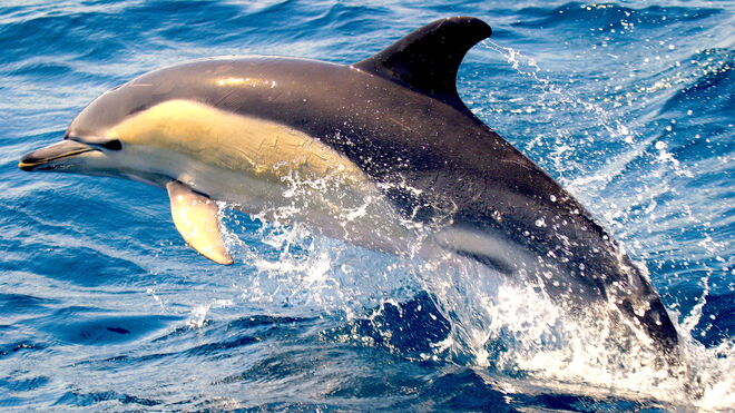 Delfín en la zona del Mar de Alborán
