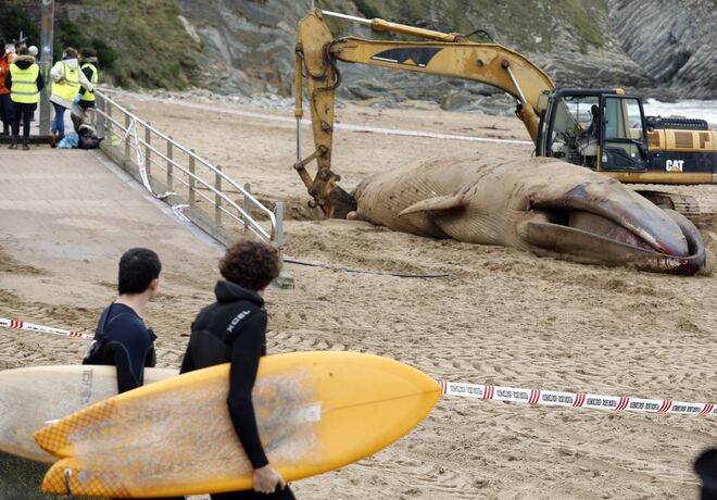 Dos surfistas observan los trabajos para retirar la ballena del arenal.