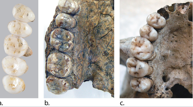 Dentadura de H. Luzonensis, H. Herectus y H. Sapiens