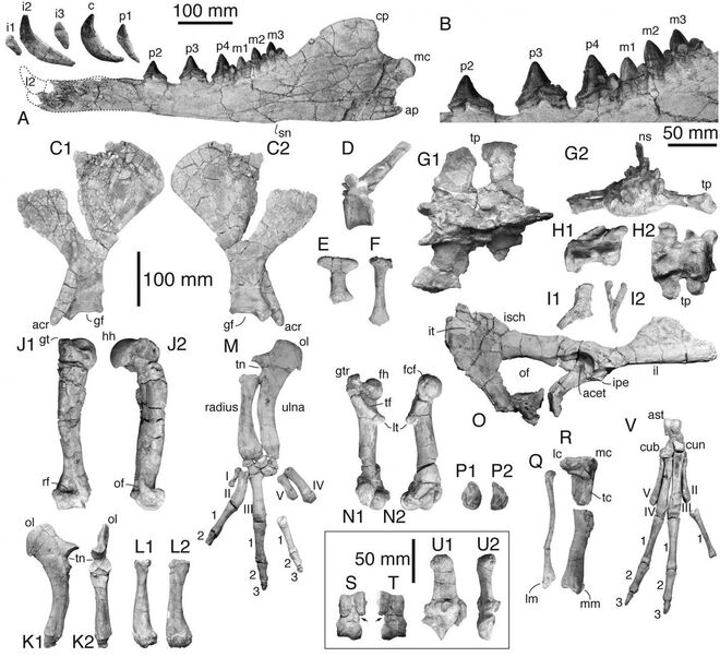 Huesos de Peregocetus
