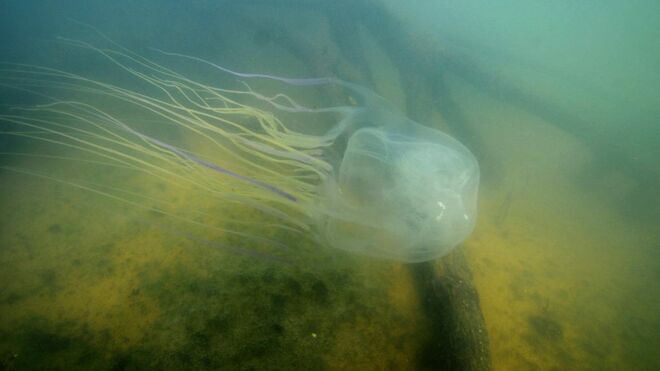 Cada medusa adulta tiene veneno para matar a 600 humanos