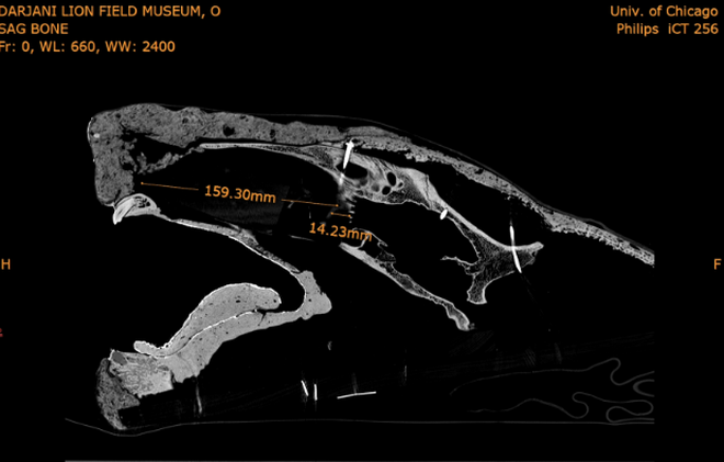 Escáner de uno de los cráneos de león con lesiones por púas