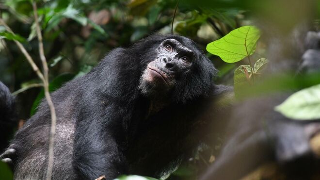 Un macho bonobo en la reserva de Kokolopori