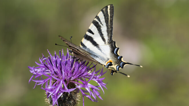 Mariposa chupaleches, libando el néctar de una flor