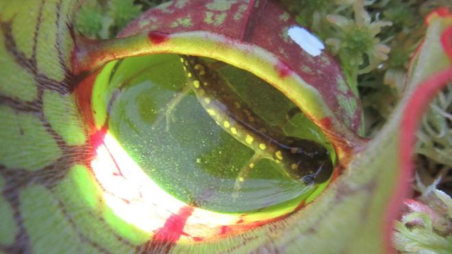 Una de las salamandras atrapadas por la planta