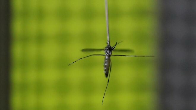 Uno de los mosquitos sujetos con un hilo de tungsteno para los experimentos