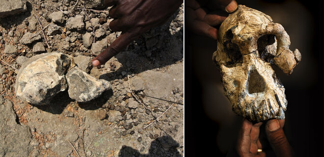 Aspecto del cráneo en el lugar encontrado y en la mano de un investigador