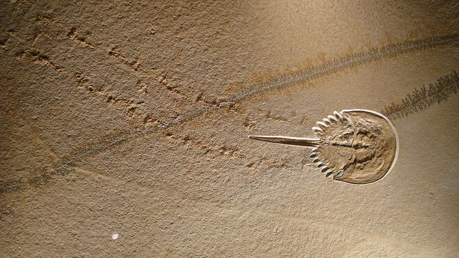 Fósil de un cangrejo de herradura extinto junto a sus huellas