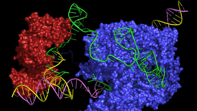El prime editor une dos enzimas, Cas9 (azul) y transcriptasa inversa (roja), a un ARN guía (verde) que lleva el complejo a un lugar específico en la doble hélice del ADN (amarillo y púrpura)