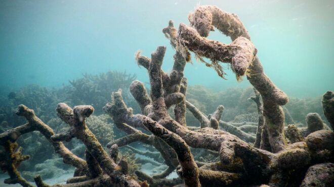 Enormes esqueletos de corais mortos na Grande Barreira de Corais