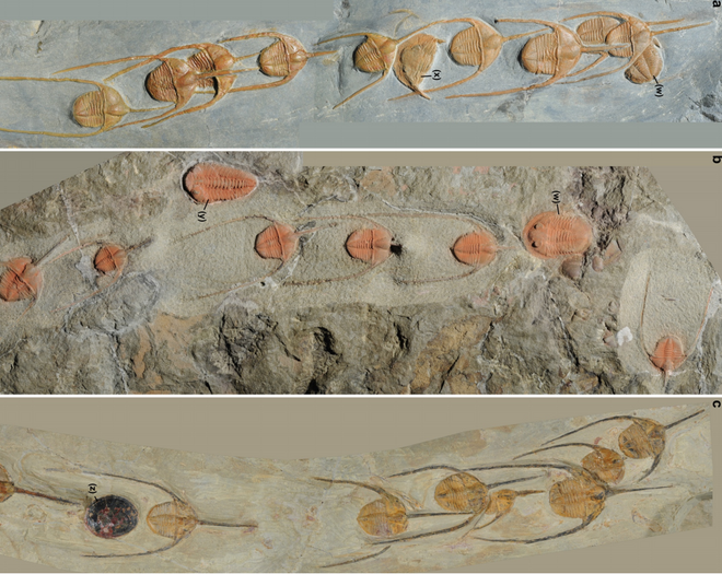 Alguns dos fósseis examinados no estudo