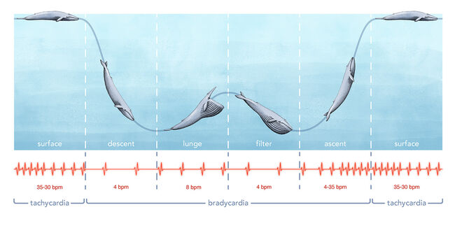Ritmo cardíaco de la ballena durante las diferentes fases