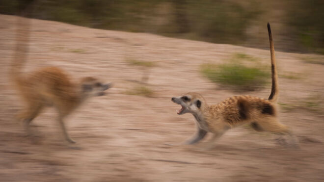 Los autores han observado el comportamiento de los suricatos durante 11 años