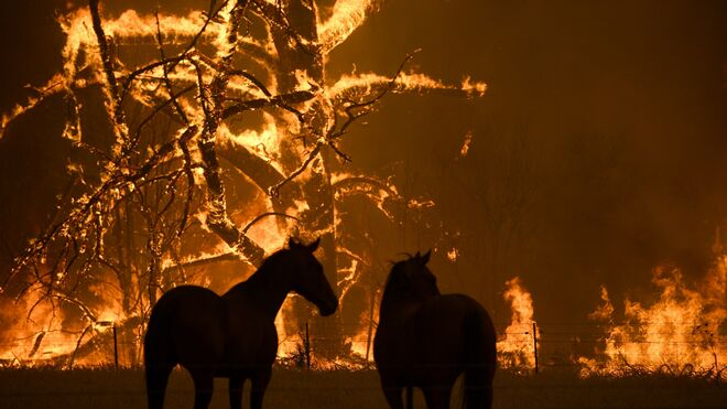 Caballos permanecen muy cerca de las llamas que arrasan la montaña Grose en Bilpin, Nueva Gales del Sur