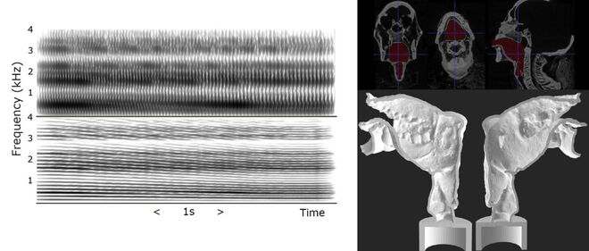 Escáner del tracto vocal de la momia y gráfica del sonido reproducido