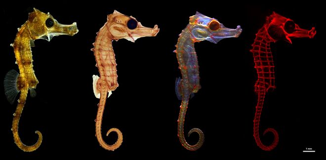 Imágenes de la especie 'Hippocampus reidi' con cuatro técnicas distintas