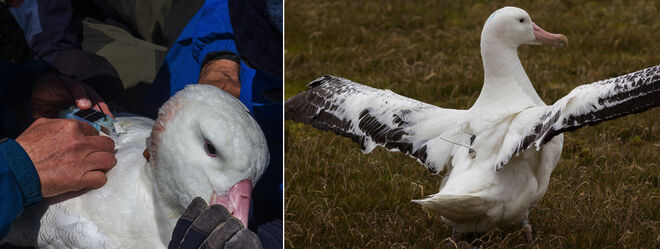 Proceso de colocación del transmisor en los albatros