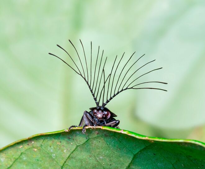Un ejemplar de  luciérnaga macho del género Ethra